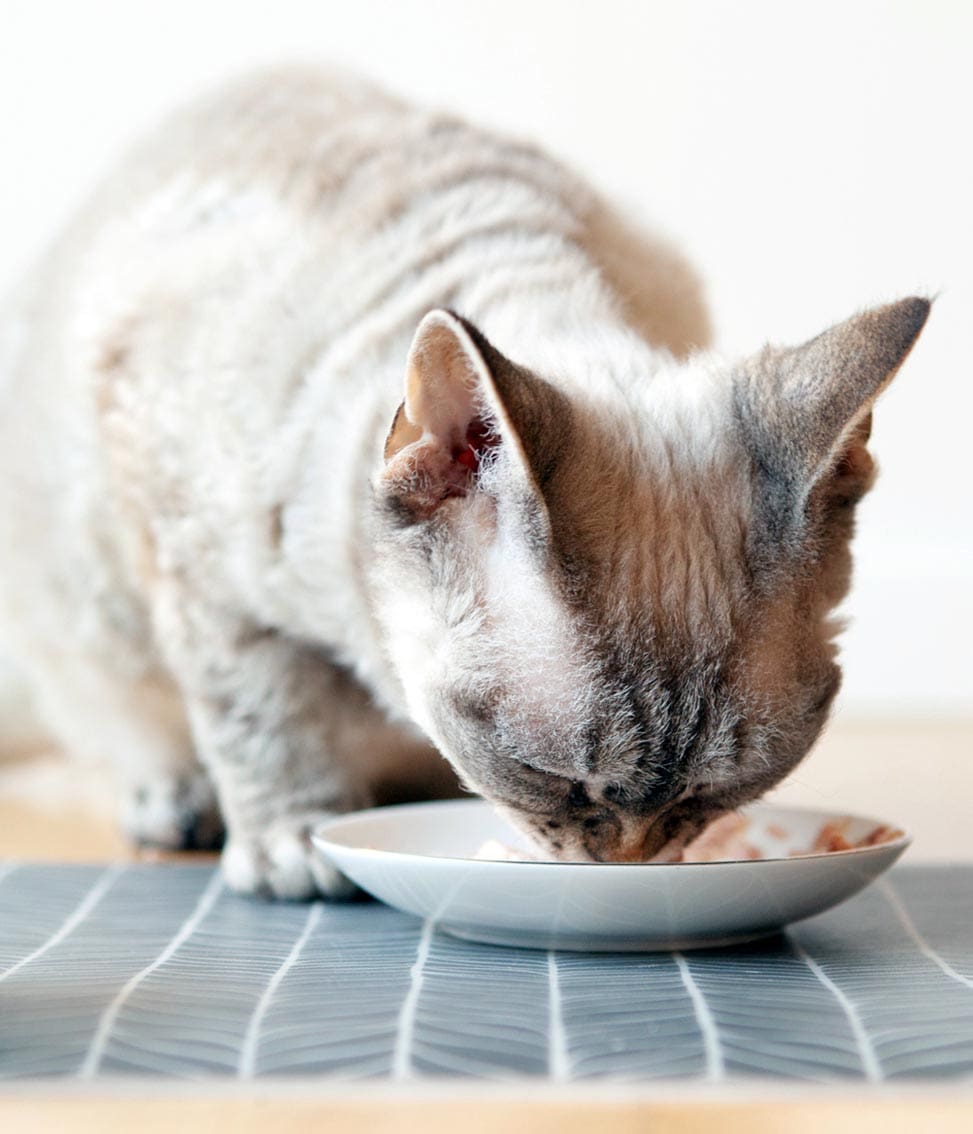 cat eating a bland diet