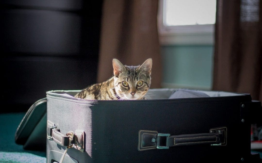 Cat In Suitcase