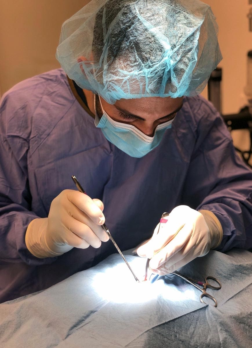 Dog And Cat Surgery In New York City