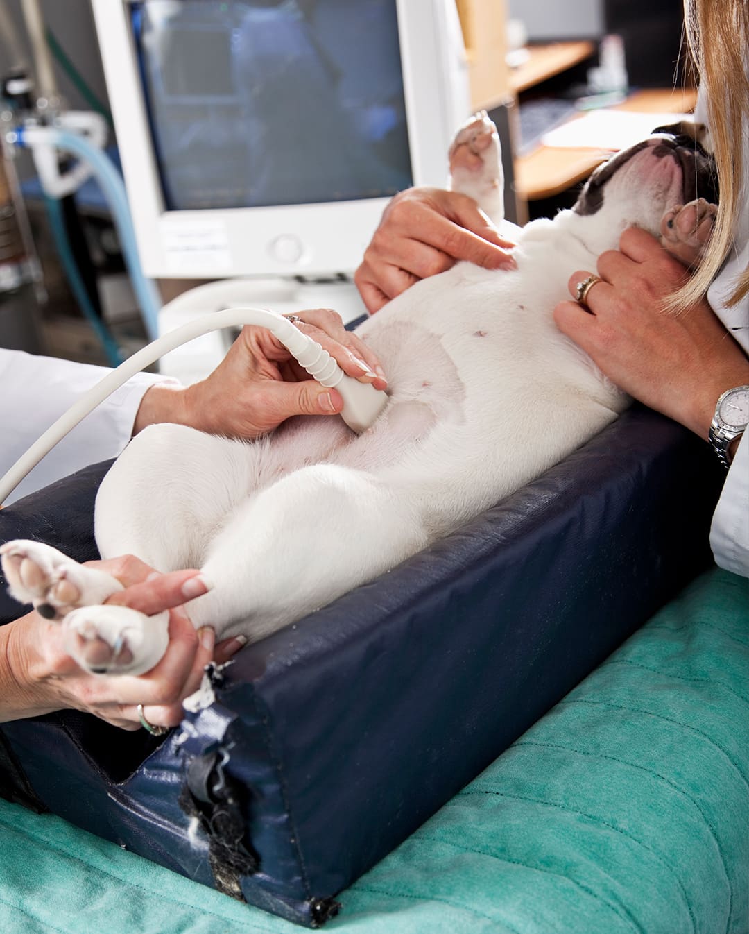 dog ultrasound new york city