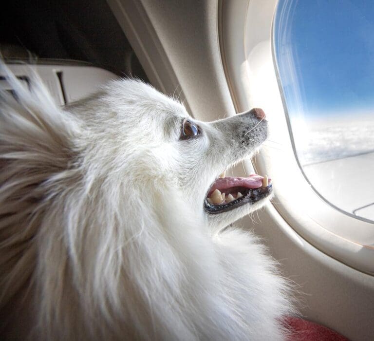 Pet Travel Certificates Heart of Chelsea Veterinary Group