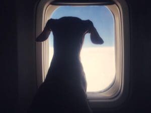 how to fly with a dog
