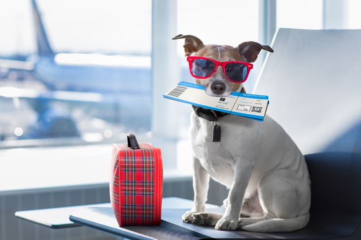 what is a pet travel certificate new york city