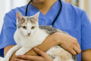 when to see a vet for cat vomiting nyc