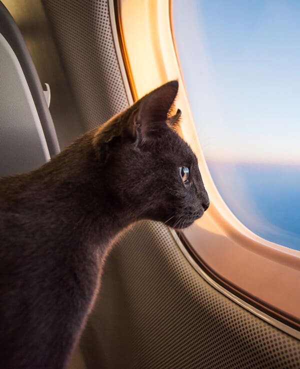 Cat In Plane Window
