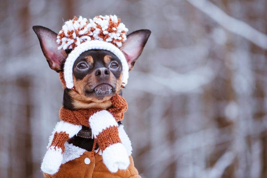 dog wearing a sweater and hat in the snow
