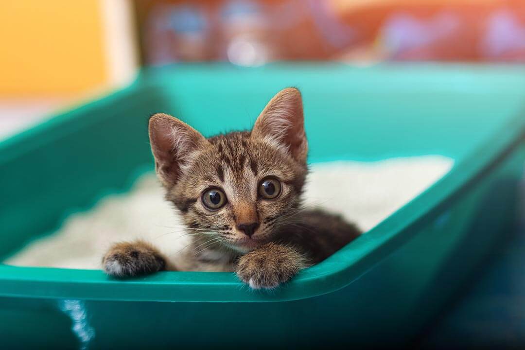 Kitten throwing up outlet food but acting normal