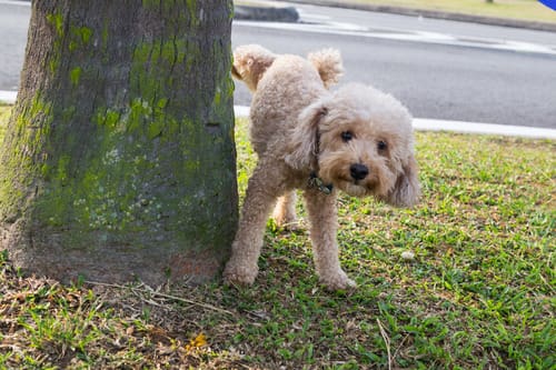 dog-lifting-let-to-relieve-herself-near-tree