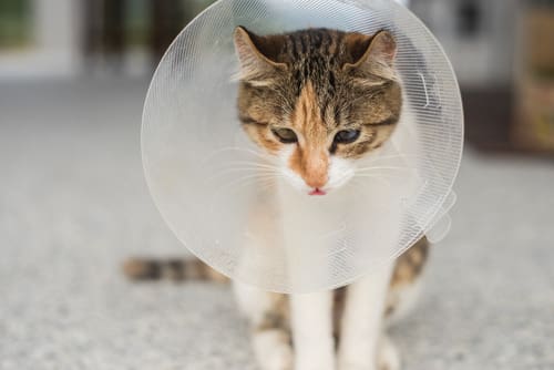 small-brown-and-white-cat-with-e-collar