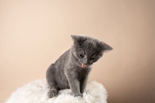 gray-kitten-coughing