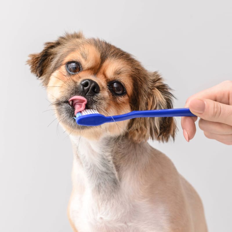 Small Dog Getting Its Teeth Brushed Cropped