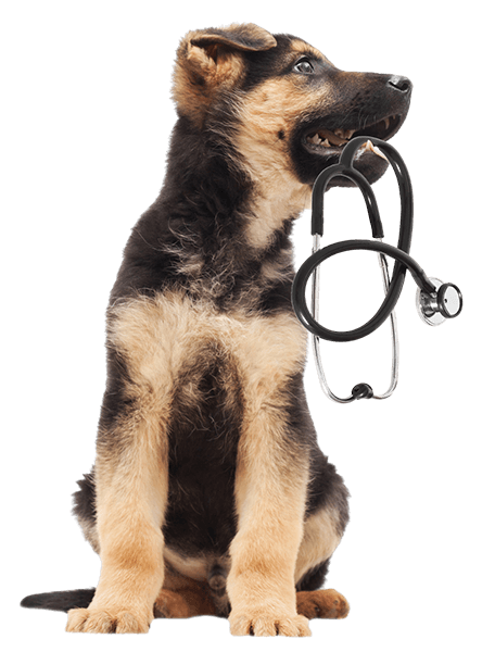 Black and Brown German Shepherd Puppy Holding Stethoscope