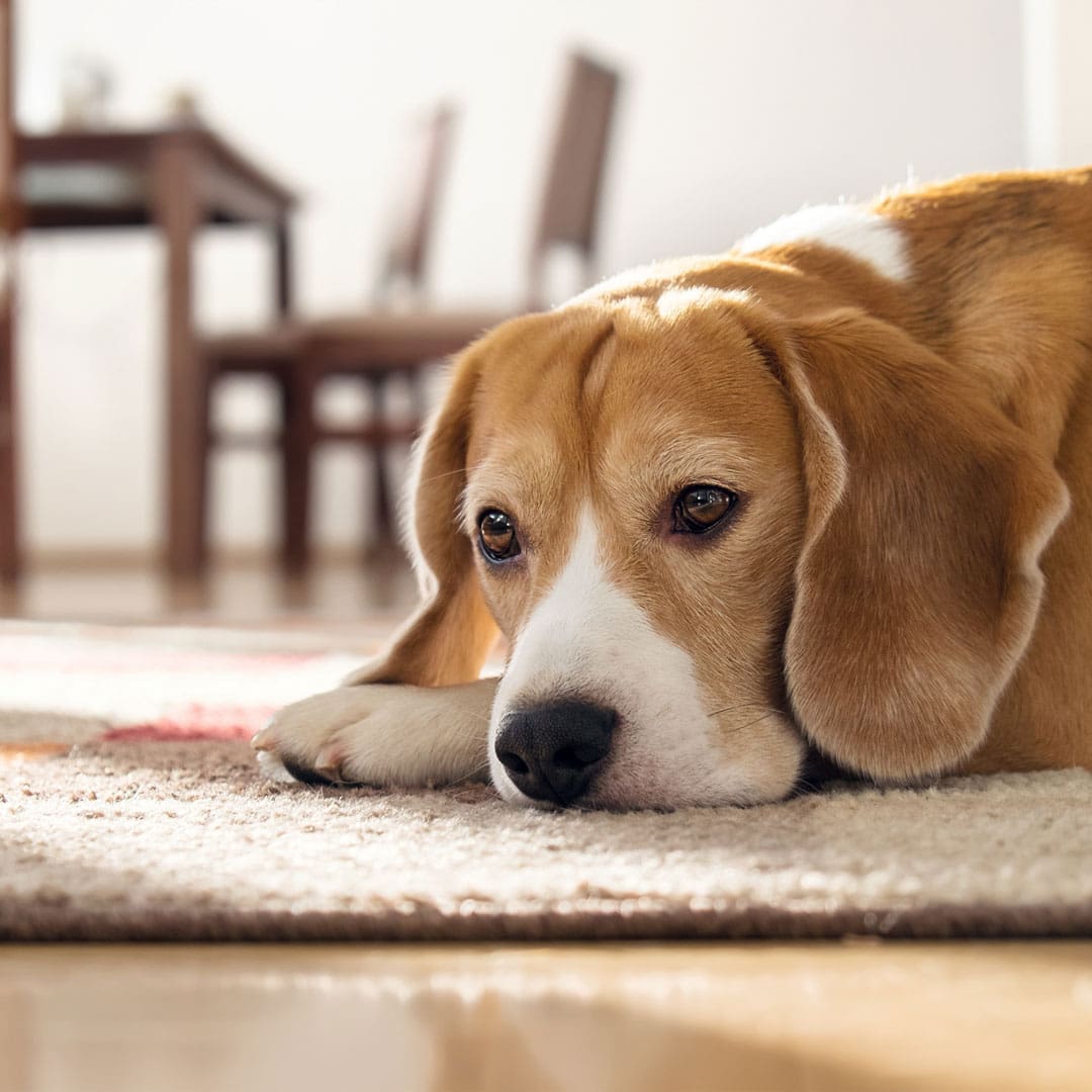 Beagle Laying On The Floor Beagle Laying On The Floor