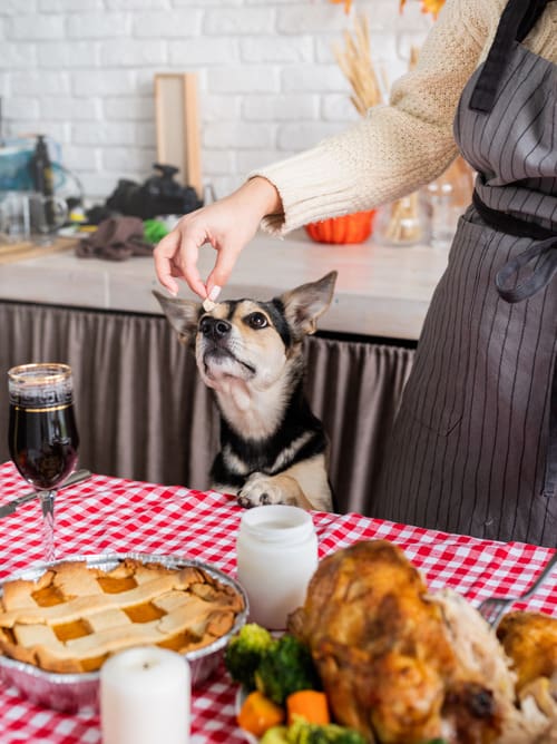 woman-holding-small-piece-of-turkey-dinner-for-dog