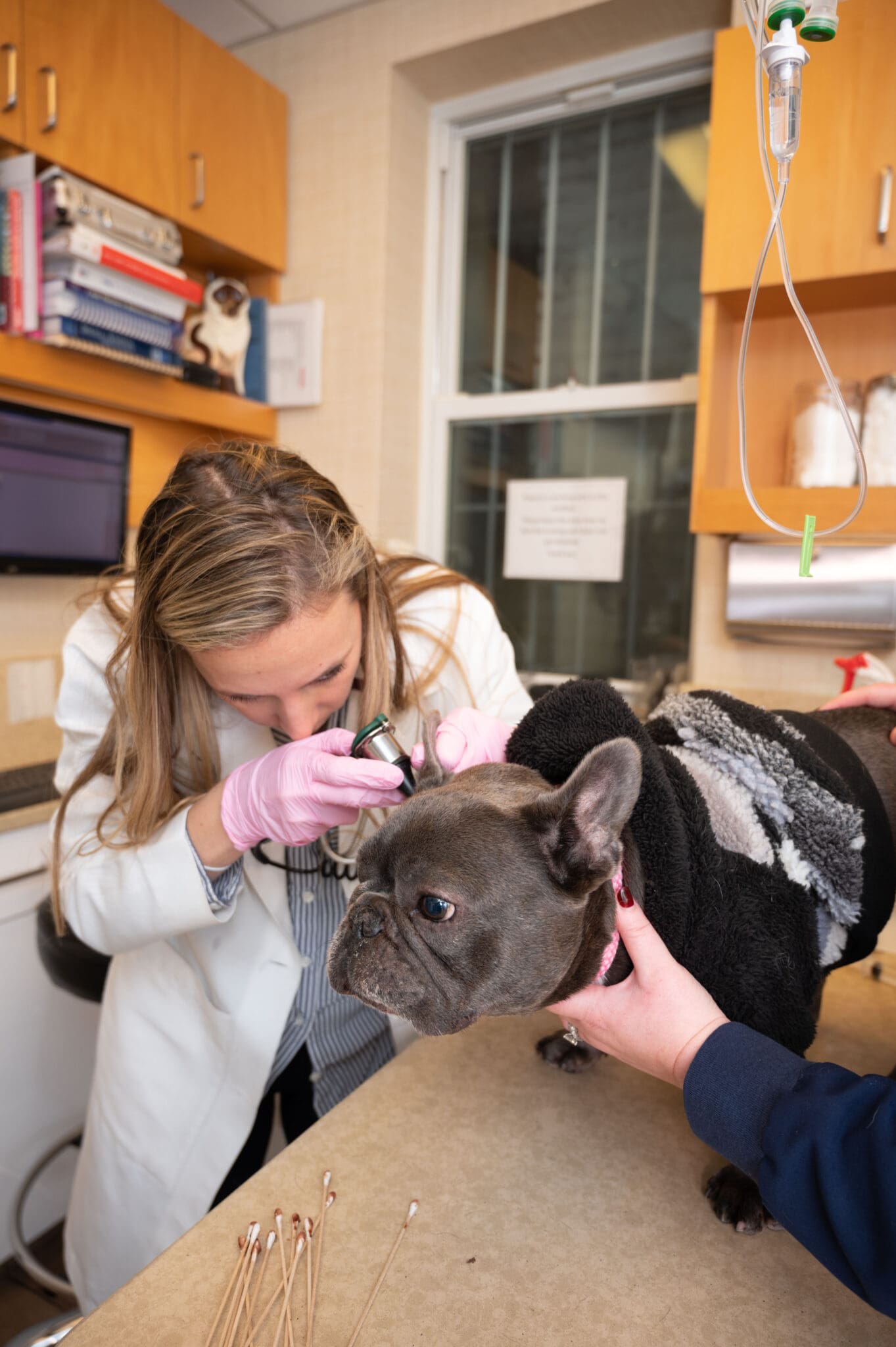 female veterinarian examining French Bulldog's ear