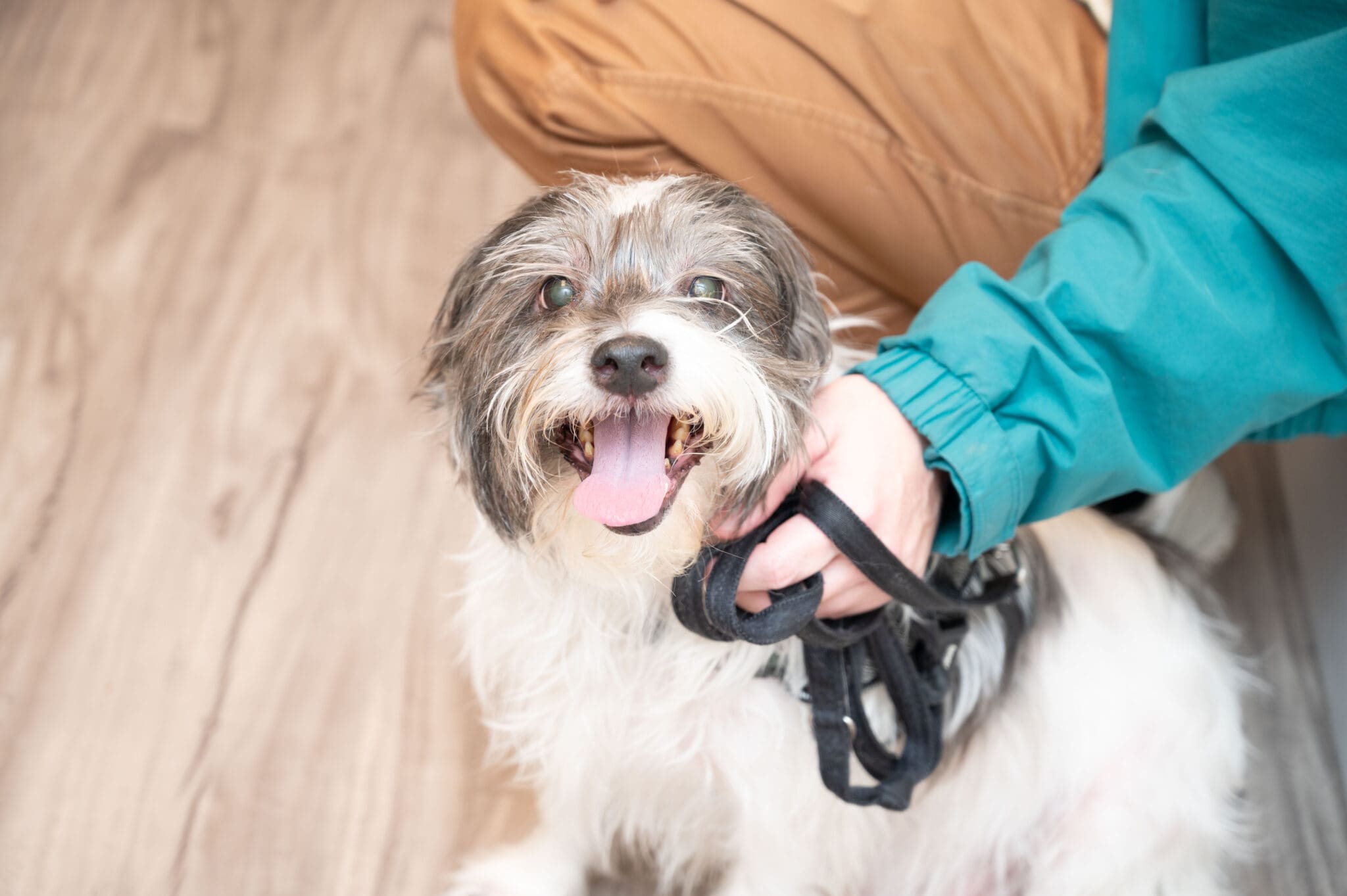 smiling dog sitting next to owner