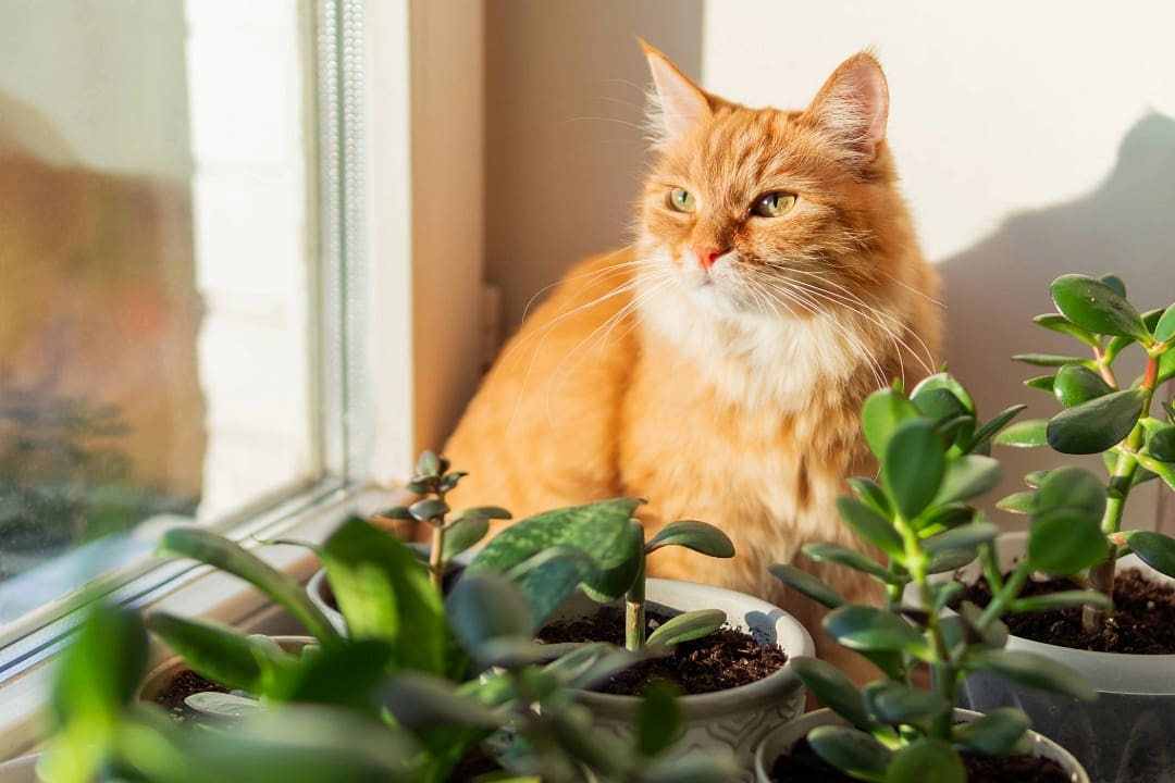 orange Tabby Cat siting surrounded by plants, looking out the window