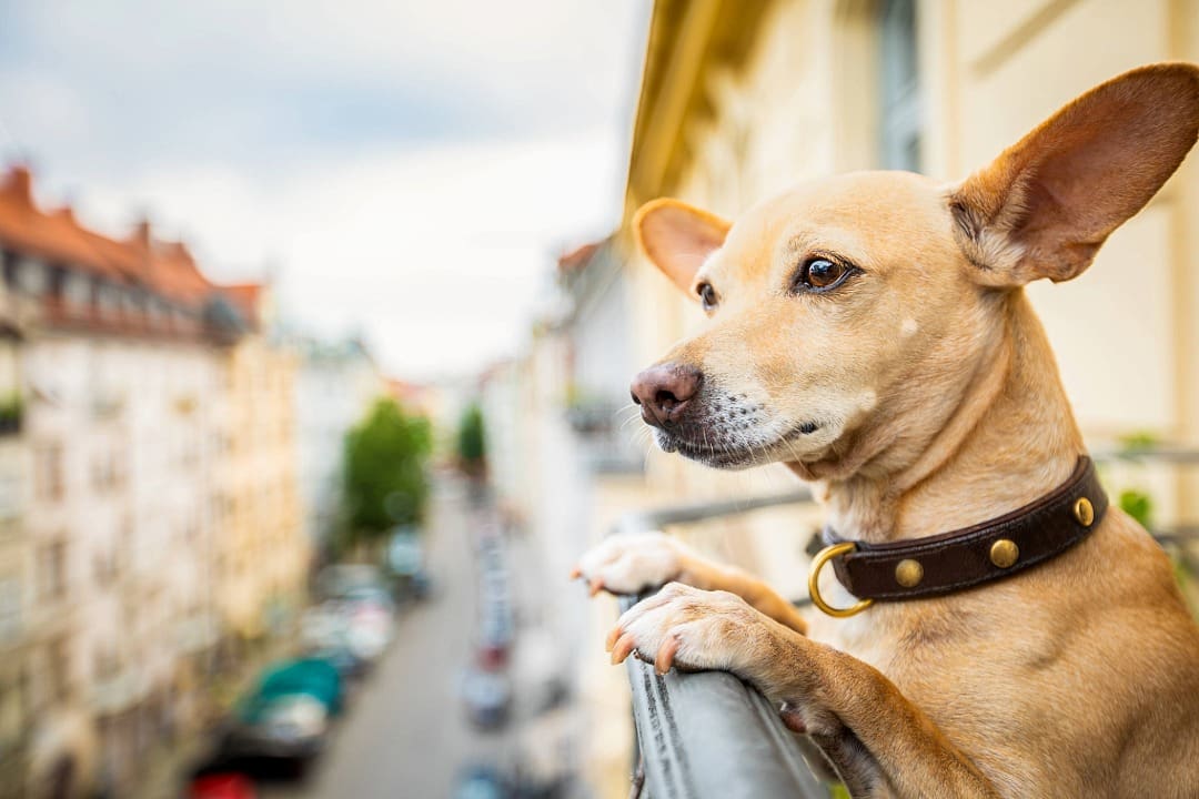 Light tan Chihuahua looking over the edge of an apartment balcony in a city