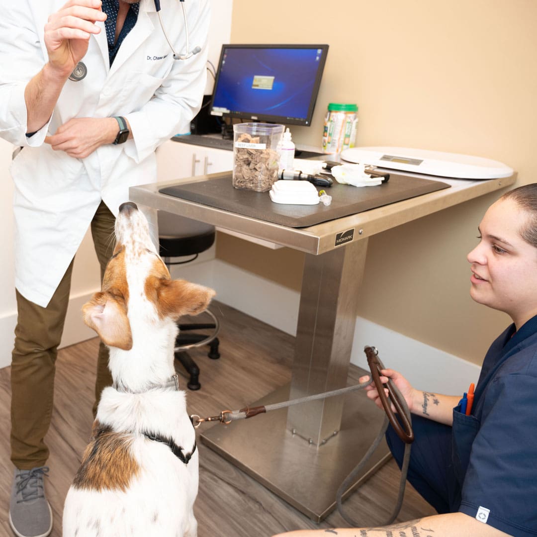 veterinarian leaning down to give a dog a treat