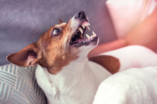 brown and white Jack Russell Terrier snarling and growling at man petting his back