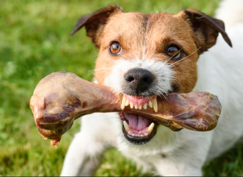 brown and white terrier dog growling and protecting big bone