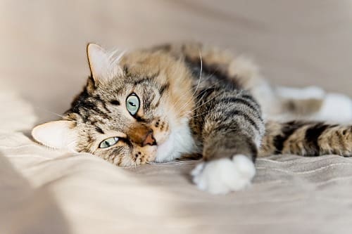 stripped fluffy cat layingon blanket