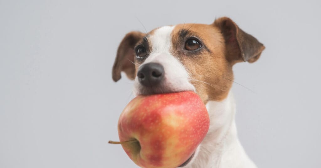 jack russell terrier dog holding a red apple in its mouth