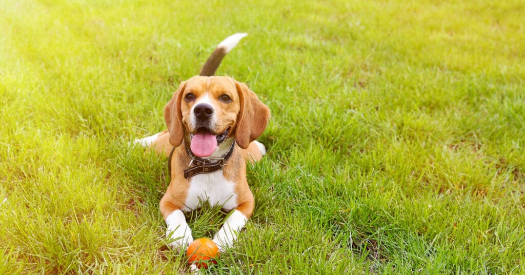 beagle dog laying in the grass with a ball on a sunny day