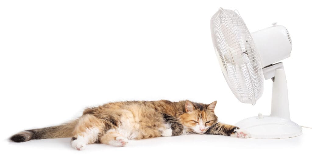 cat laying in front of fan