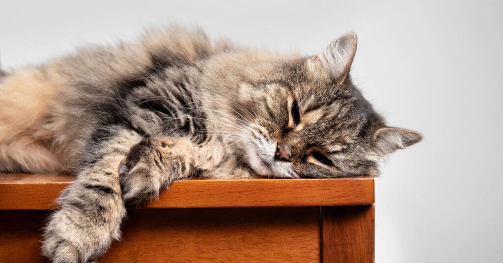 lethargic cat laying on top of a dresser