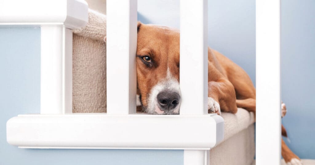 lethargic dog laying on the stairs at home