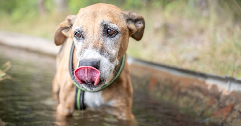 dog licking its nose while drooling