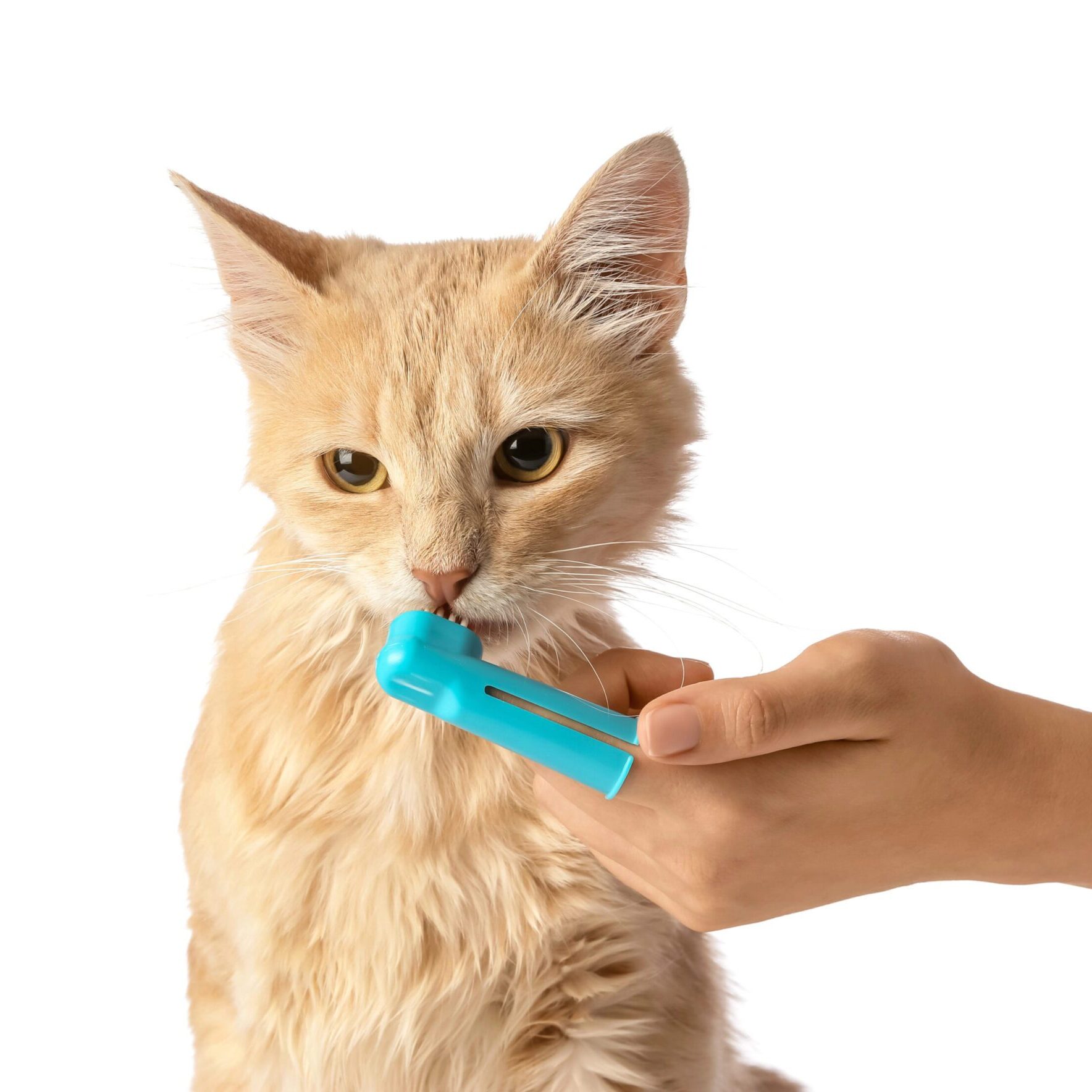 person brushing orange cat's teeth