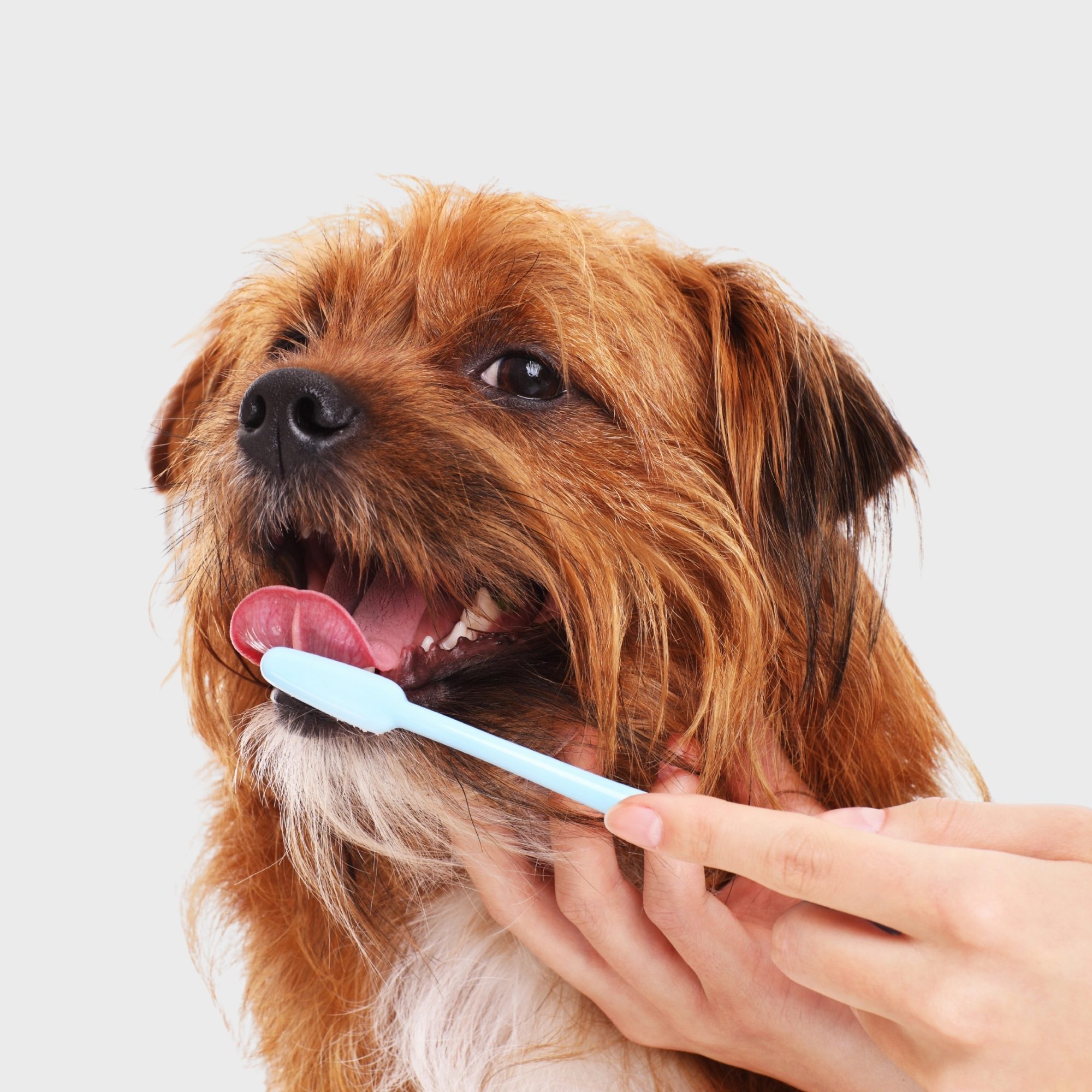 person brushing a dog's teeth