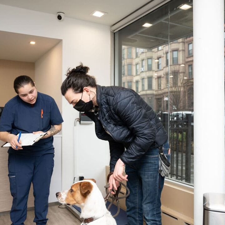 Man And His Dog Entering Veterinary Clinic