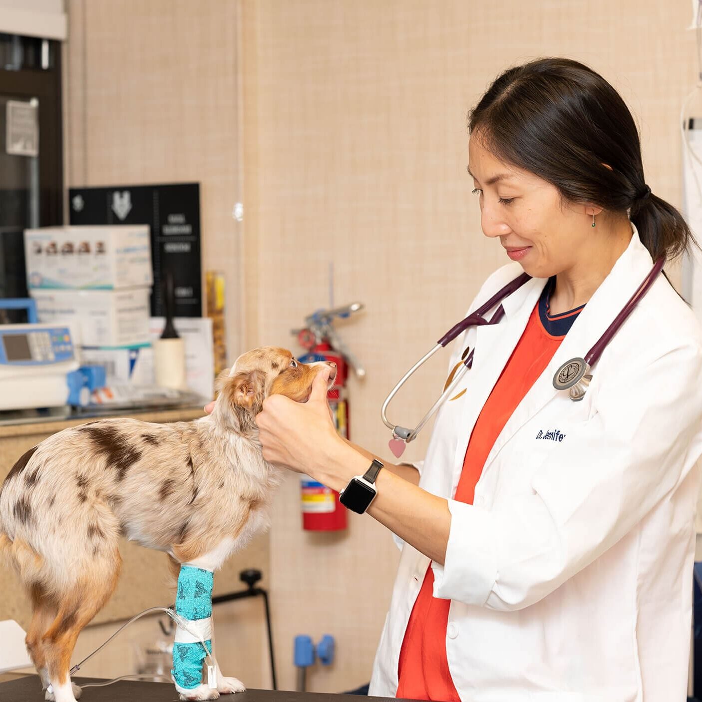 Veterinarian Examining Dogs Face