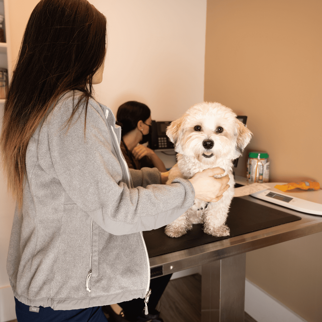 Veterinary Technician Caring For Small Dog