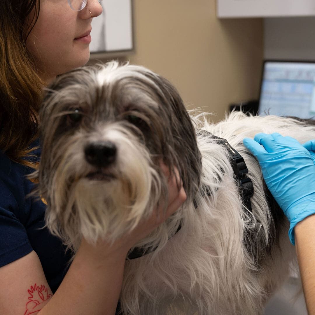 close up of dog at veterinary exam